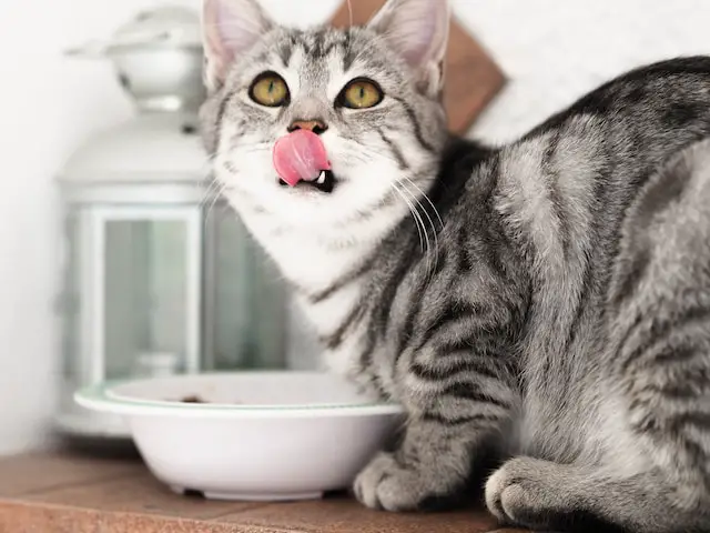 can cats eat pork?