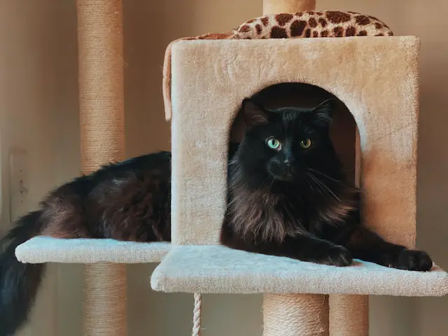 Cat Tree for Large Cats