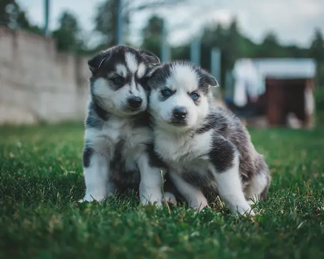 Teacup Husky: Do They Exist & Everything You Need To Know - PawSafe