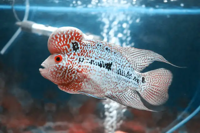 Big Forehead Fish: A Comprehensive Guide About Flowerhorn Cichlid