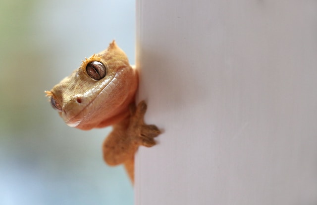 Unveiling the Fascinating World of the Flame Crested Gecko