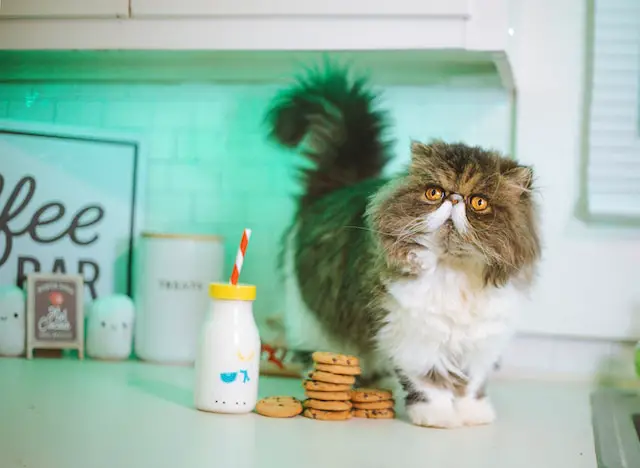 Can Cats Drink Almond Milk? - Pet Expert Connect