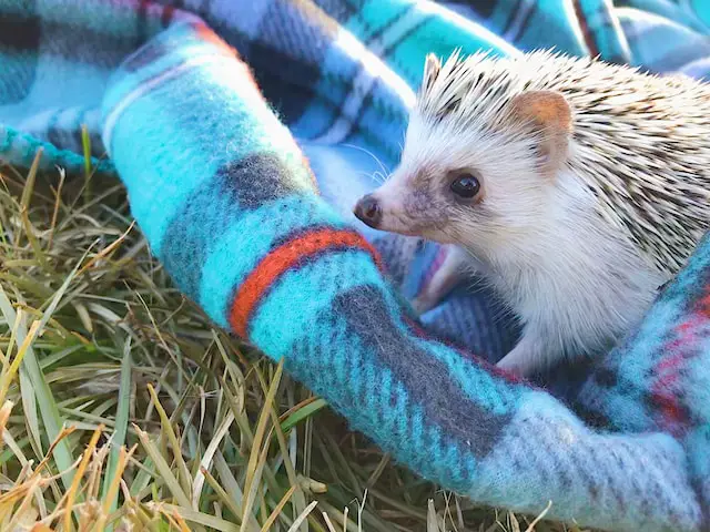 Are Hedgehogs Good Pets? - Pet Expert Connect