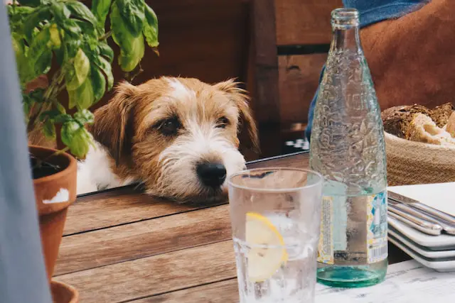 Can Dogs Drink Lemonade? A Comprehensive Guide