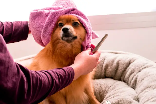 Do You Need a License to Groom Dogs?