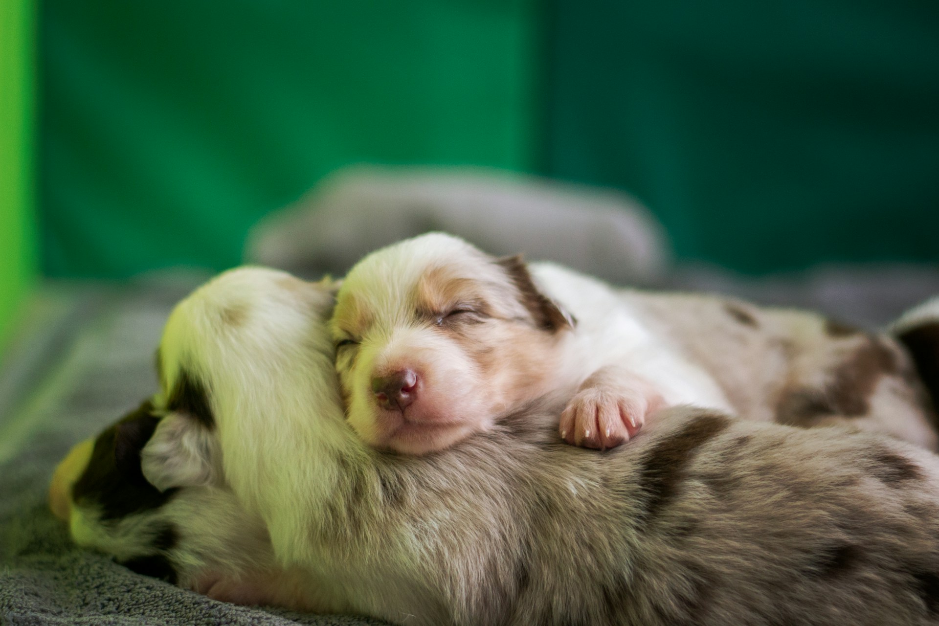 Puppy Breathing Fast While Sleeping: Health Guide