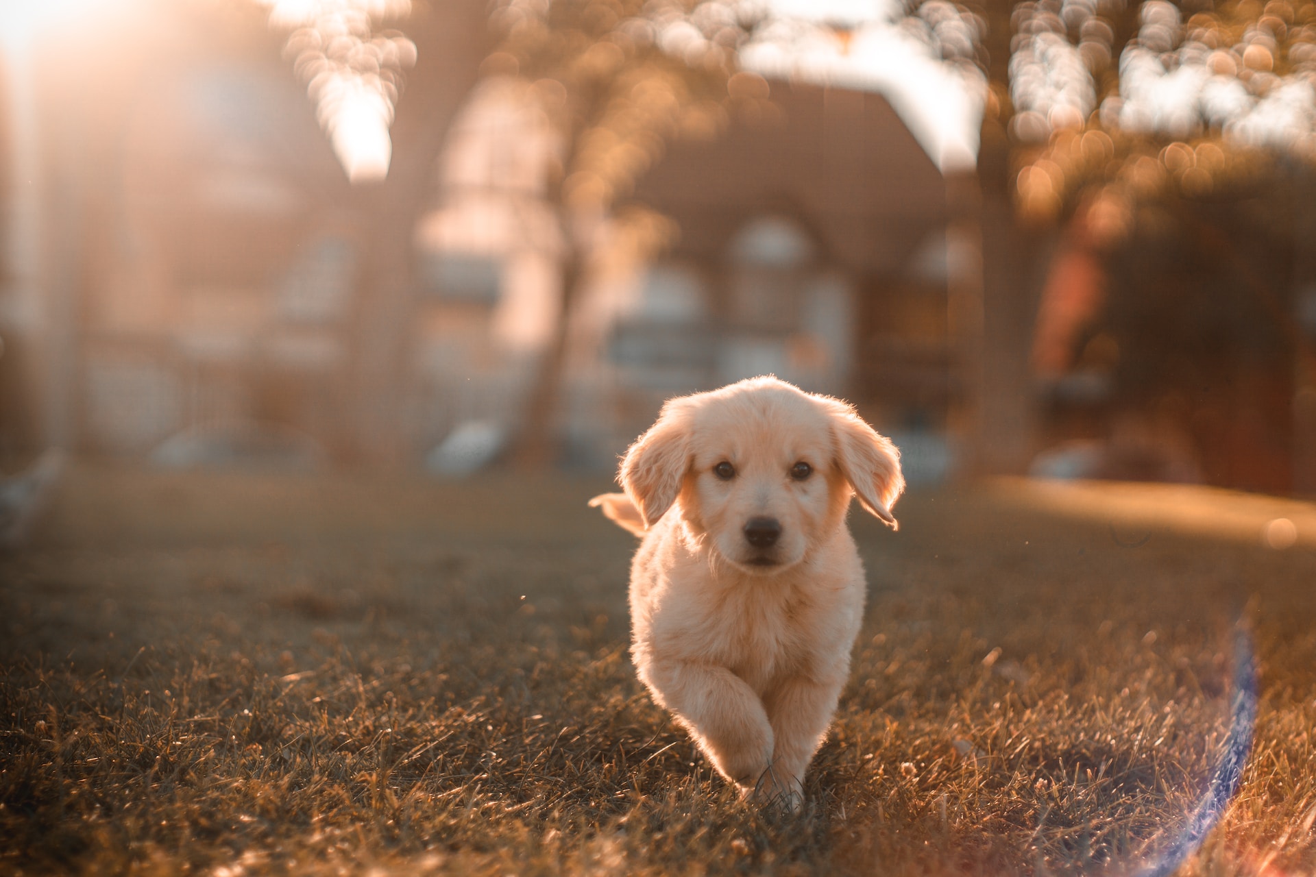 Understanding Vestibular Disease in Dogs: Symptoms, Causes, and Treatment