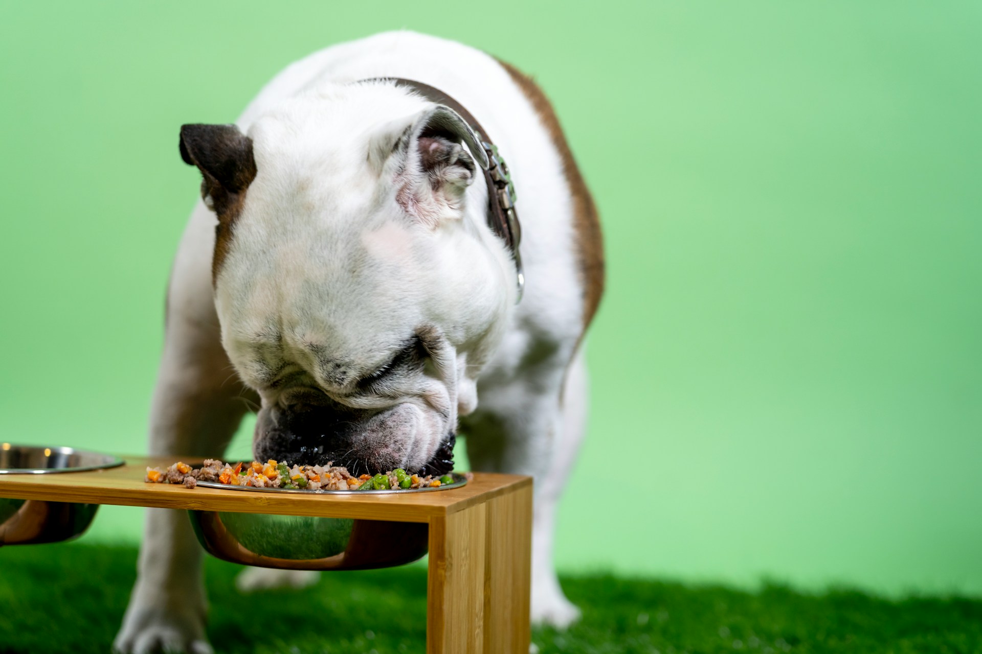 Badlands Ranch Dog Food Review: Unveiling the Truth for Pet Owners