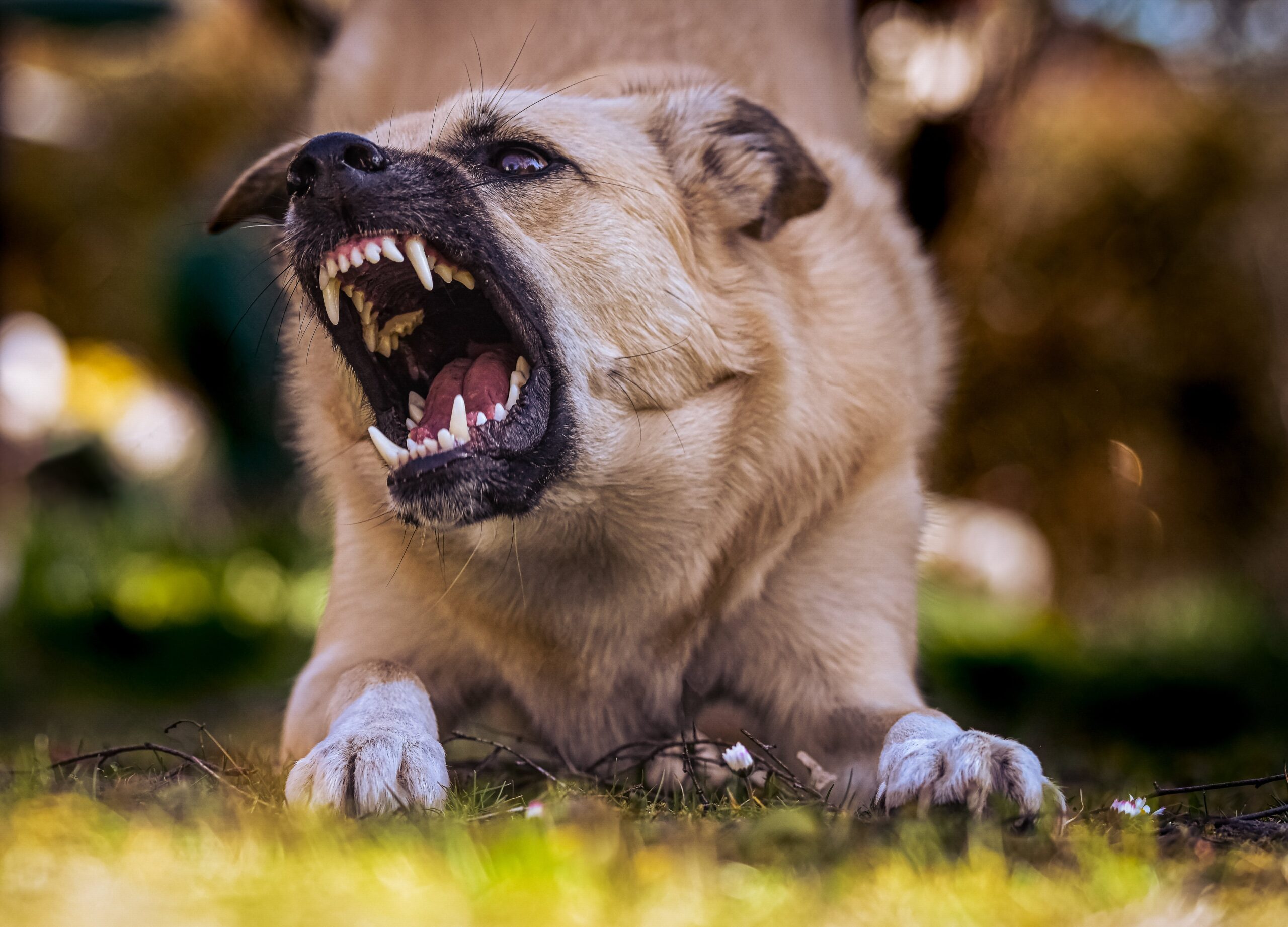 Rehoming an Aggressive Dog: A Guide to Making the Decision